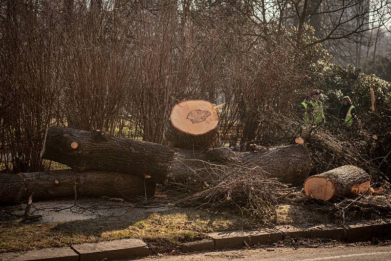 Pokácené stromy v Sadové ulici, 14. března 2022 v Ostravě.