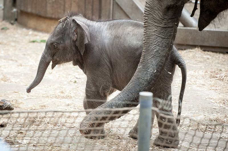 Mládě slona indického Chandru, které se narodilo  8. července 2017 v ostravské zoo.