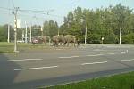 Sloni na procházce v Porubě opět budili rozruch.