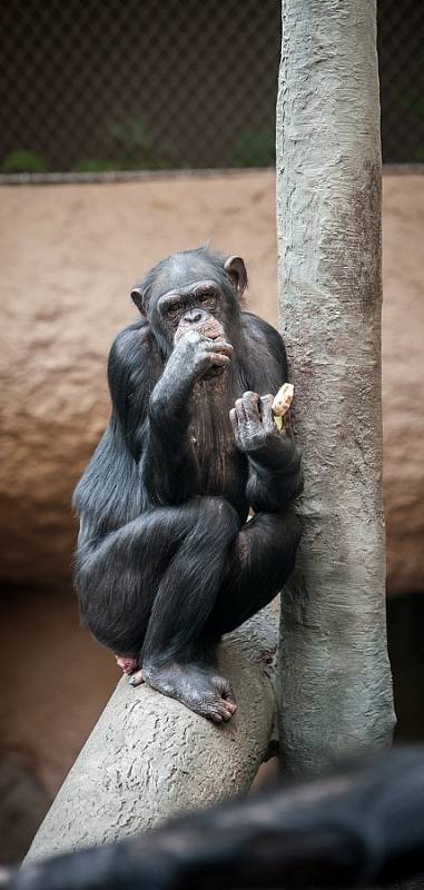 Šimpanzí samičky, které byly do ostravské zoologické zahrady přivezeny ze Zoo Lipsko.