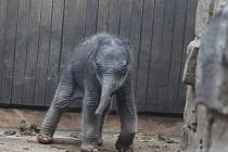 Sloní mládě narozené 4. února 2014 v ZOO Ostrava.
