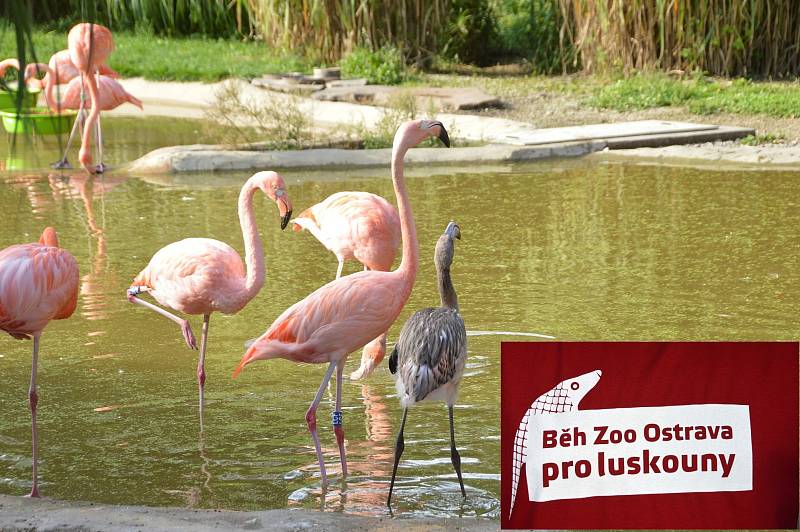 Běh ZOO Ostrava pro luskouny.