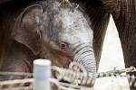 Mládě slona indického Chandru, které se narodilo  8. července 2017 v ZOO Ostrava na snímku z 26. července 2017 v Ostravě.