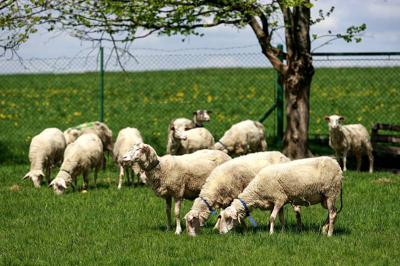 Společnost Vítkovská zemědělská s.r.o. se zabývá ekologickým zemědělstvím.