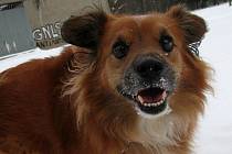 Jedním z psů z útulku při Nadaci na pomoc zvířatům v Ostravě-Porubě, kterého mohou zájemci přijít vyvenčit, je šestiletý kříženec Roky s přátelskou povahou a radostným pohledem.