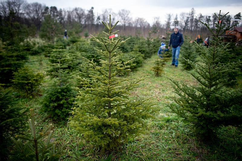 Plantáž vánočních stromků ve Vratimově.