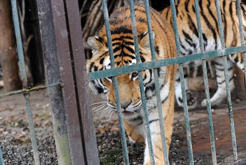 Tygří bratři Eda a Elton opustí v lednu ostravskou zoologickou zahradu. Jejich novými domovy se stanou  litevská Zoo Kaunas a Woburn Safari Park v Anglii.