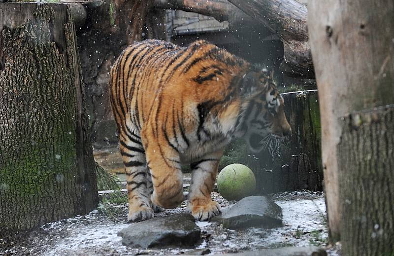 Tygří bratři Eda a Elton opustí v lednu ostravskou zoologickou zahradu. Jejich novými domovy se stanou  litevská Zoo Kaunas a Woburn Safari Park v Anglii.