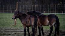 Na Kozmické ptačí louky bylo v listopadu 2019 vypuštěno stádo exmoorských pony.