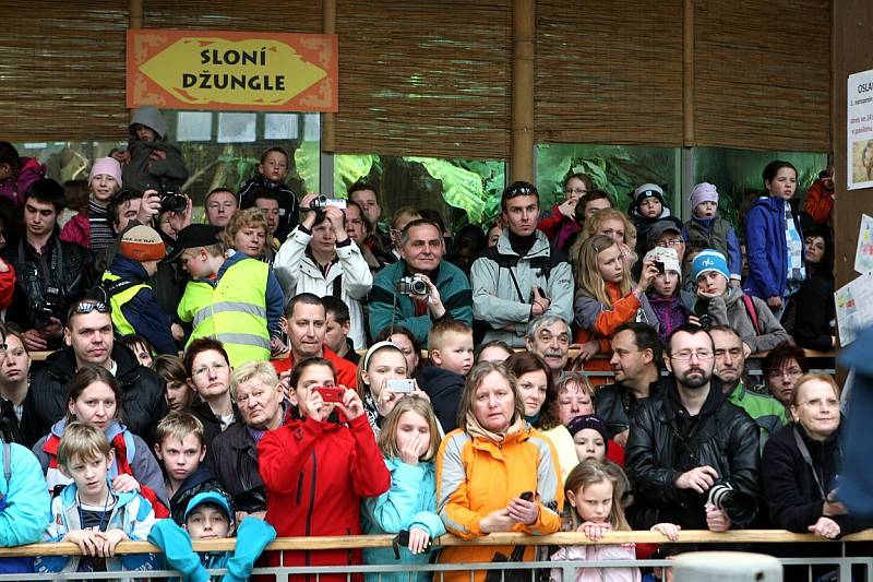 První narozeninová oslava malé sloní slečny se konala v sobotu 14. dubna. Na Rashmi čekal speciálně připravený dort z rýže, ovoce a zeleniny. 