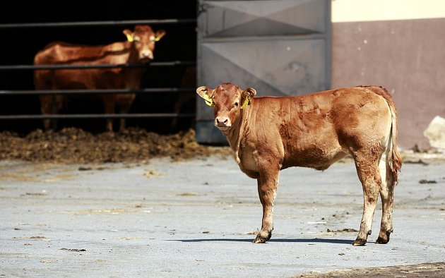 Společnost Vítkovská zemědělská s.r.o. se zabývá ekologickým zemědělstvím.