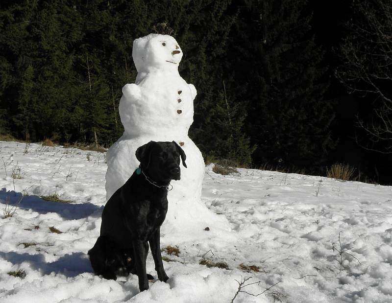 Sněhulák s čtyřnohým přítelem aneb Černý hlídá bílého