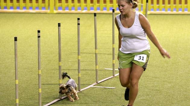 Závody agility v hale Sareza na Hrušovské ulici.