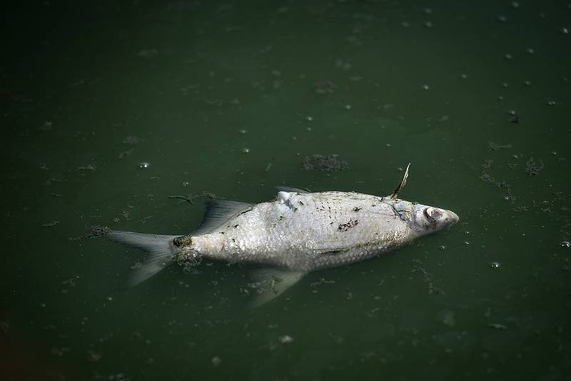 Uhynulé ryby v Heřmanickém rybníku, 28. srpna 2019 v Ostravě.