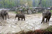 Sloni v ostravské zoo. Ilustrační foto.
