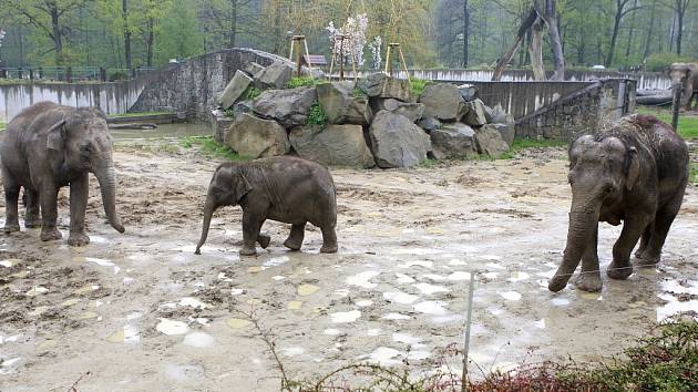 Sloni v ostravské zoo. Ilustrační foto.