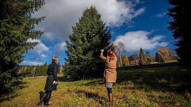 Vánoční strom pro Ostravu bude v roce 2021 opět živý. Tohle je on.