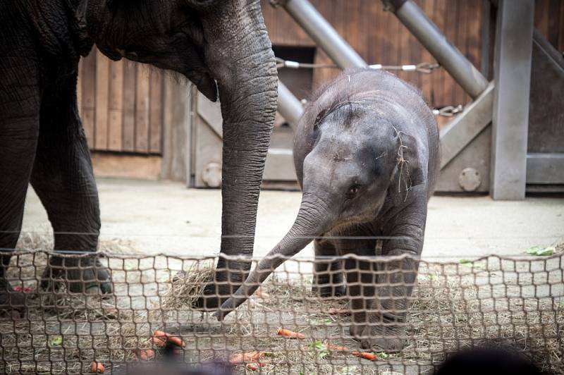 Oslava narozenin nejmladší slonice v ostravské ZOO. 