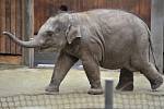 Nejmladší sloní samička z ostravské zoo se narodila 4. února 2014. Letos slaví své první narozeniny.