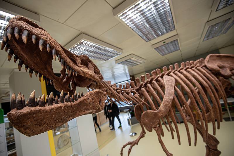 V Geologickém pavilonu v areálu VŠB-TUO (Vysoké školy báňské - Technické univerzity Ostrava) odhalili 2,5 metru vysoký a pět metrů dlouhý model kostry tyranosaura rexe, 18. ledna 2022.