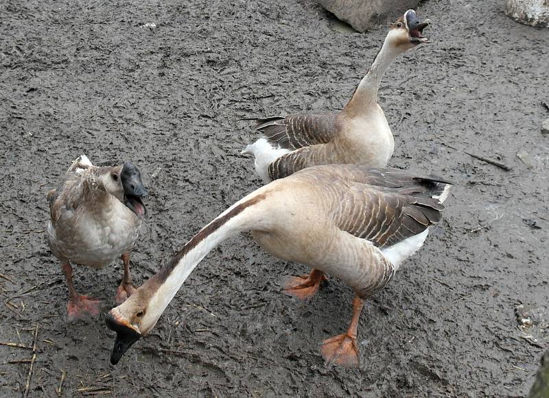 Skalka Family Park v Ostravě-Porubě platí za vyhlášené místo pro zábavu a odpočinek, do zdejší minizoo se však nadále nesmí.