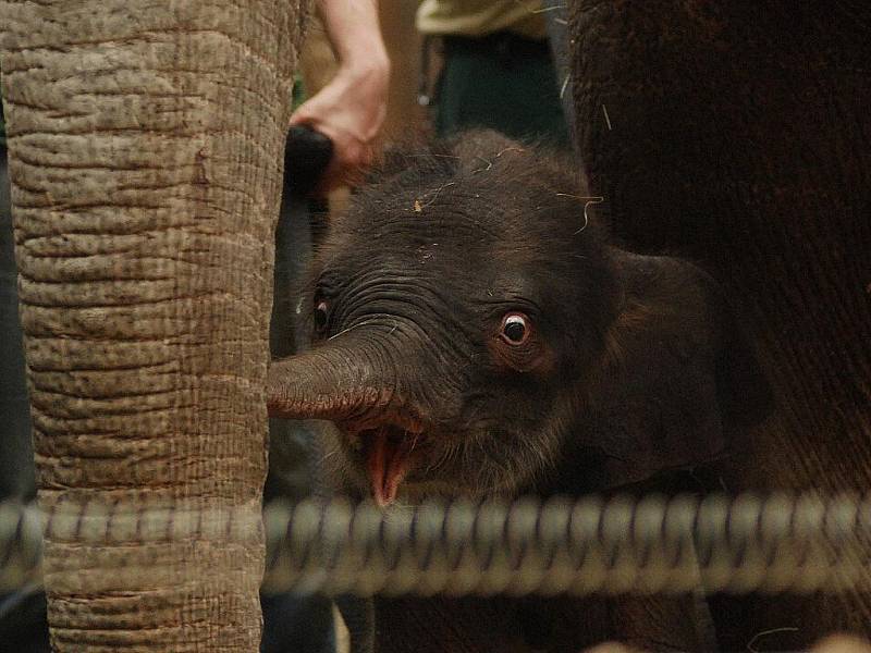 Nová sloní samička ostravské zoo. Mládě slonice Johti.