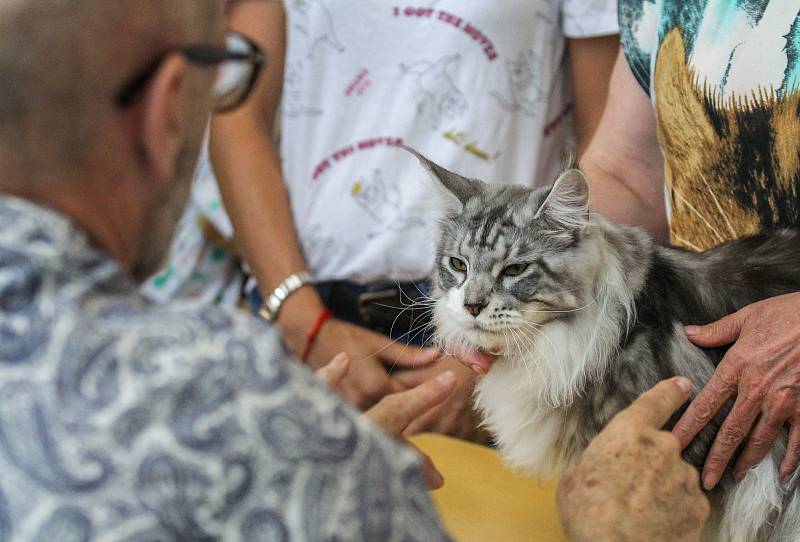 Mezinárodní výstava koček na ostravském výstavišti Černá louka.