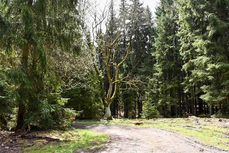 Z turistické procházky Petra Paráka na vrchol Kladnatá.