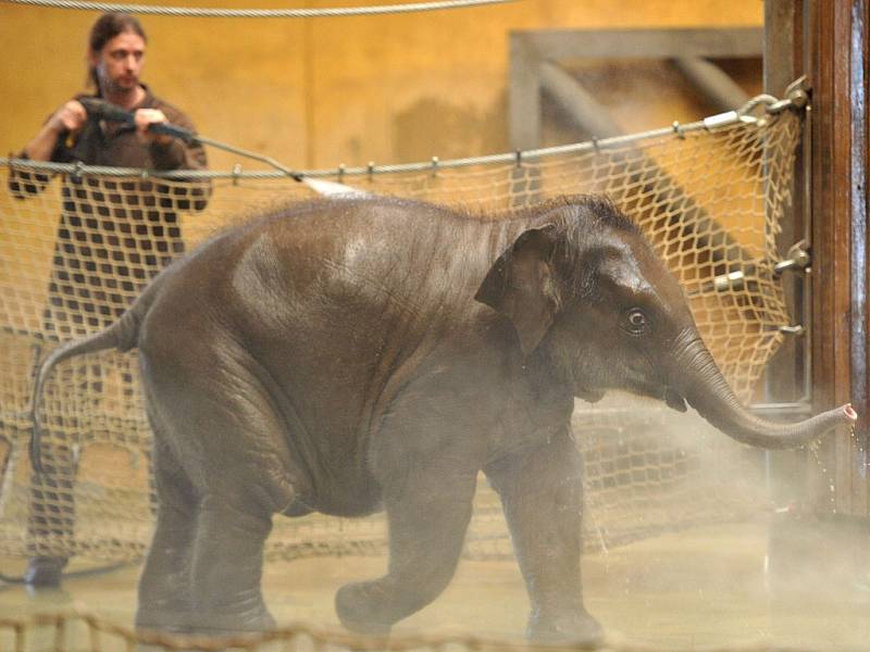 Nejmladší sloní samička z ostravské zoo se narodila 4. února 2014. Letos slaví své první narozeniny.