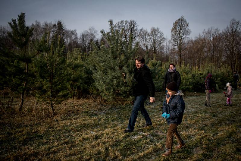 Smrk, jedle či borovice? Na vratimovské plantáži od prvního prosince prodávají vánoční stromky. Můžete si je tady sami nejen vybrat, ale také uřezat, nebo případně vyrýt i s kořeny a po svátcích opět vrátit do země.