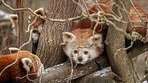 Zoo Ostrava je nadále dle nařízení vlády uzavřená, 6. února 2021 v Ostravě. Panda červená.