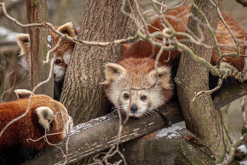 Zoo Ostrava je nadále dle nařízení vlády uzavřená, 6. února 2021 v Ostravě. Panda červená.