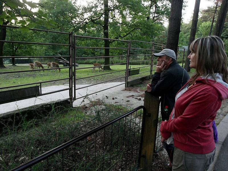 Večerní prohlídka zoologické zahrady