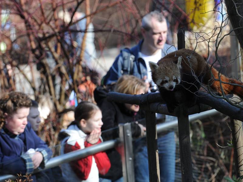 Komentované krmení v ostravské zoo