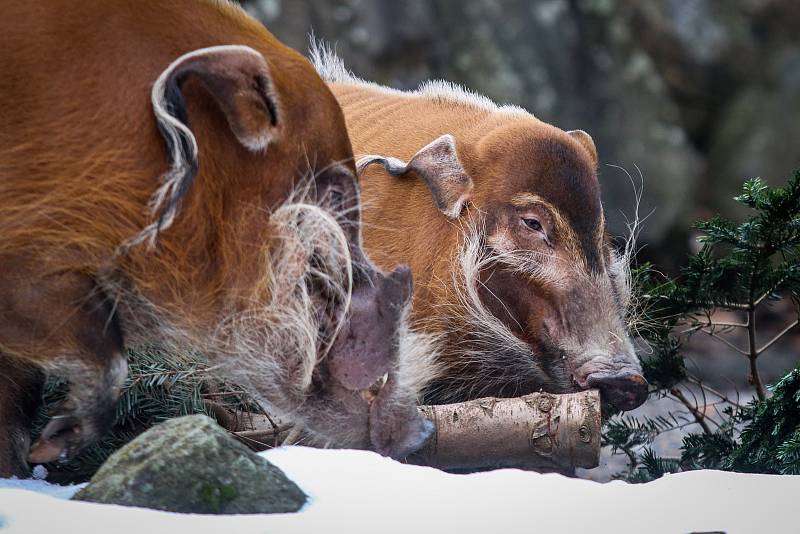 Krmení Štětkounů kamerunských vánočními stromky v ZOO Ostrava.