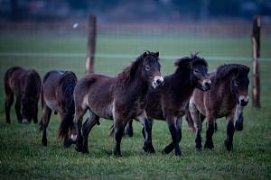 Na Kozmické ptačí louky bylo v listopadu 2019 vypuštěno stádo exmoorských pony.