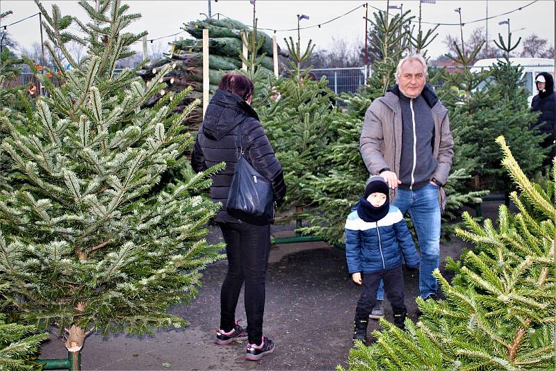 Prodej vánočních stromků v Ostravě, obchodní centrum, Tesco Extra, Hrabová, Ostrava, 3. 12. 2022