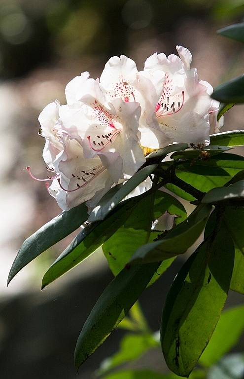 Rozkvetlý rododendron