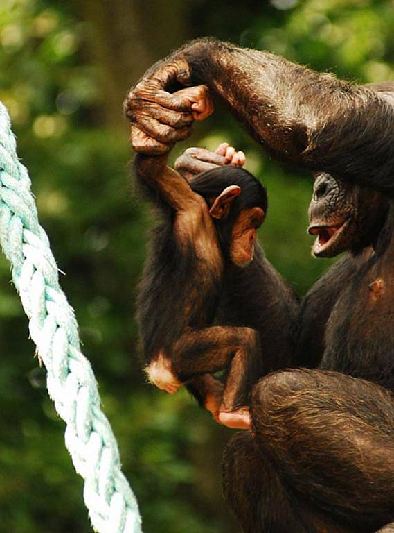 Malá šimpanzice Beira a její maminka Hope v ostravské zoo