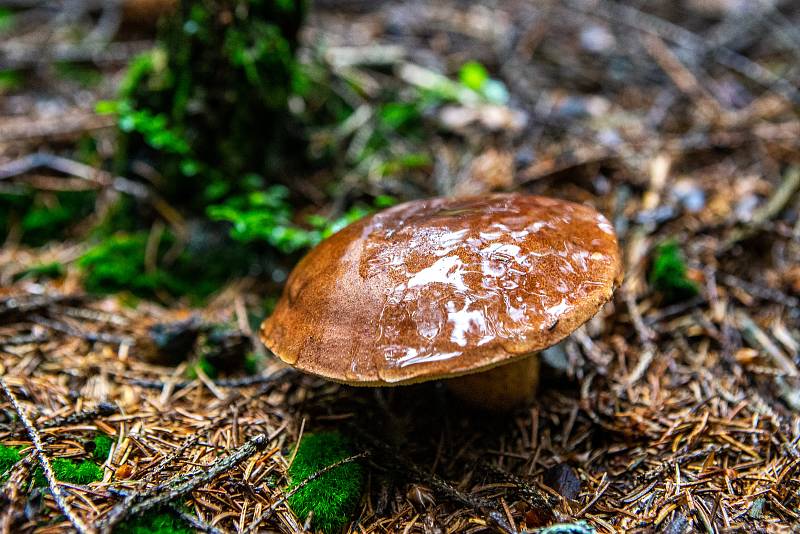 V Beskydech začaly růst houby, 21. srpna 2019.