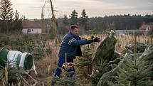 Balení vánočních stromků pro převoz do firmy Zafido na plantáži v obci Konětopy ve Středních Čechách.