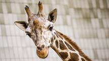 Nový samec žirafy Rothschildovy.