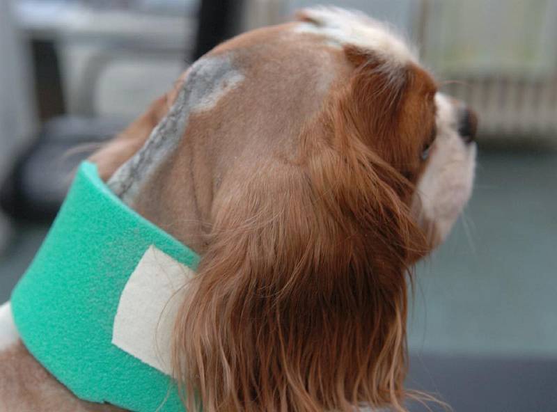 Pacient pes Kazimír po náročné operaci