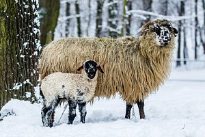 Ovce domácí - valaška