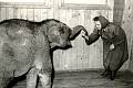 Na snímku je první slon ostravské zoo Pepík. 