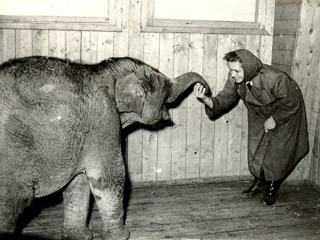 Na snímku je první slon ostravské zoo Pepík. 