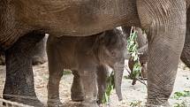 Mládě slona indického Chandru, které se narodilo  8. července 2017 v ostravské zoo.