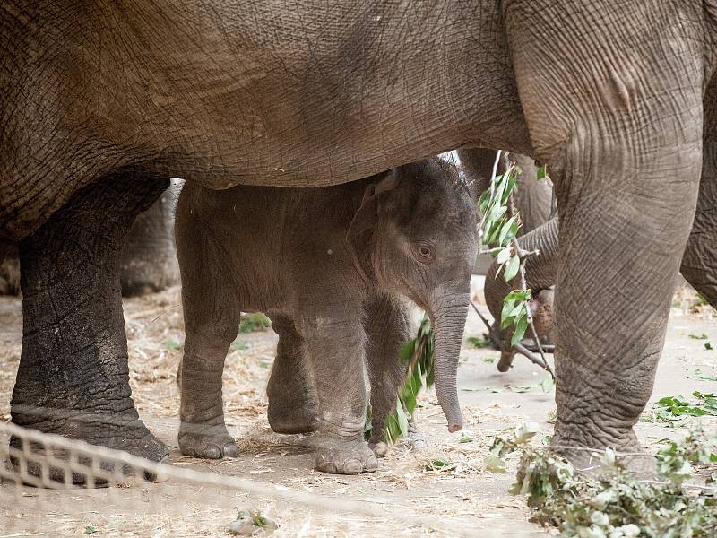 Mládě slona indického Chandru, které se narodilo  8. července 2017 v ostravské zoo.