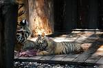 V sobotu v odpoledních hodinách v 13 hodin proběhl v ostravské zoo, před pavilonem šelem křest tří tygřích mláďat, která se zde narodila tygřici Maje před měsícem a půl.