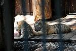 V sobotu v odpoledních hodinách v 13 hodin proběhl v ostravské zoo, před pavilonem šelem křest tří tygřích mláďat, která se zde narodila tygřici Maje před měsícem a půl.